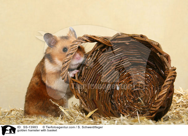 golden hamster with basket / SS-13983