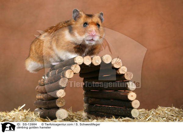climbing golden hamster / SS-13984