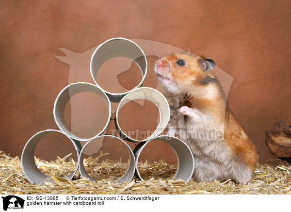 Goldhamster mit Papprollen / golden hamster with cardboard roll / SS-13985