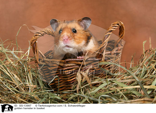 golden hamster in basket / SS-13987
