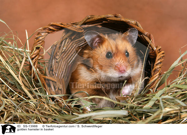 golden hamster in basket / SS-13988