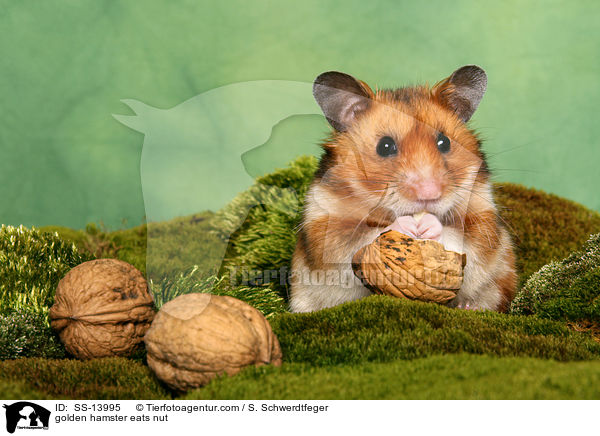 golden hamster eats nut / SS-13995