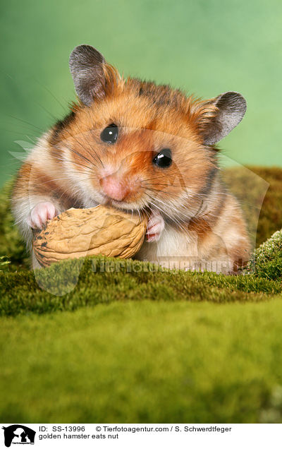 fressender Goldhamster / golden hamster eats nut / SS-13996