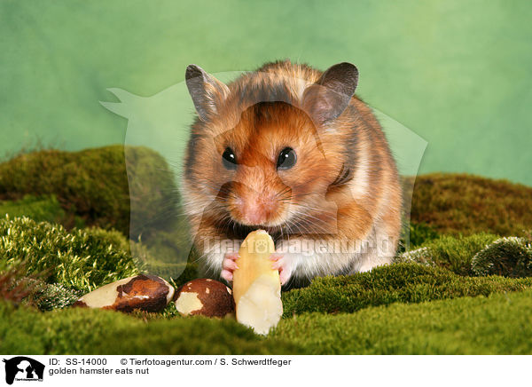Goldhamster frisst Nuss / golden hamster eats nut / SS-14000