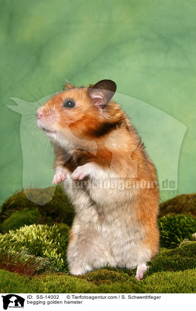 begging golden hamster / SS-14002