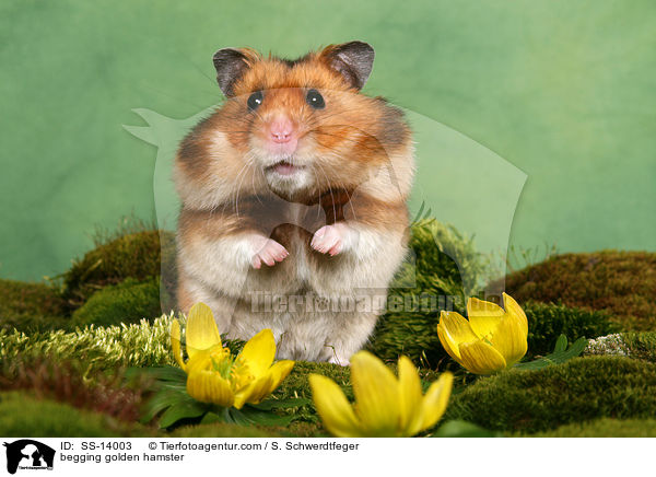 Goldhamster macht Mnnchen / begging golden hamster / SS-14003