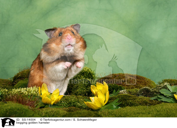 begging golden hamster / SS-14004