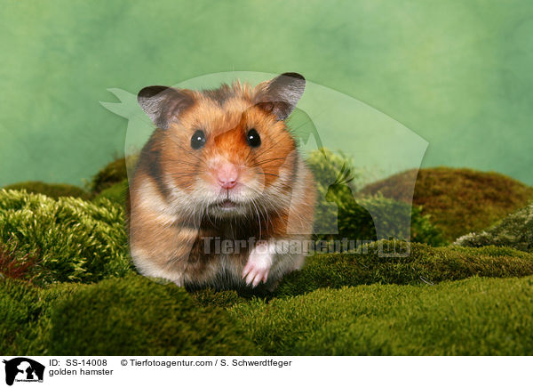 Goldhamster / golden hamster / SS-14008