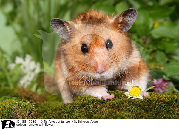 Goldhamster mit Blmchen / golden hamster with flower / SS-17939