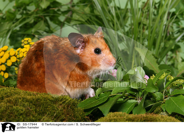 golden hamster / SS-17944