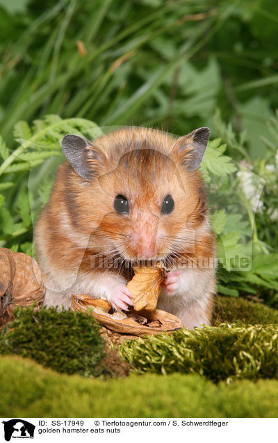 Goldhamster frisst Nuss / golden hamster eats nuts / SS-17949