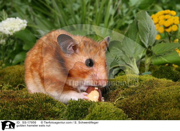 Goldhamster frisst Nuss / golden hamster eats nut / SS-17956