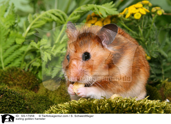 eating golden hamster / SS-17958