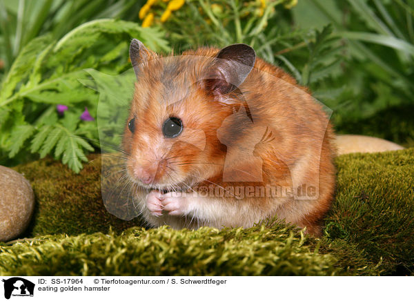 eating golden hamster / SS-17964