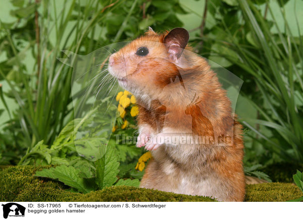begging golden hamster / SS-17965