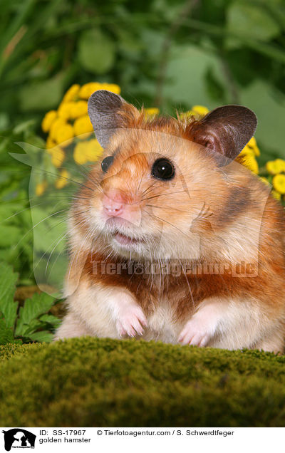 golden hamster / SS-17967