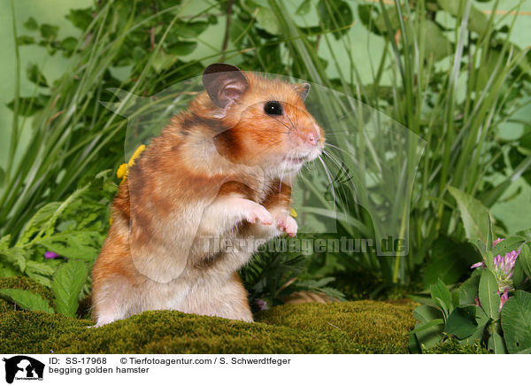 begging golden hamster / SS-17968