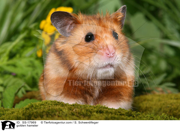 golden hamster / SS-17969