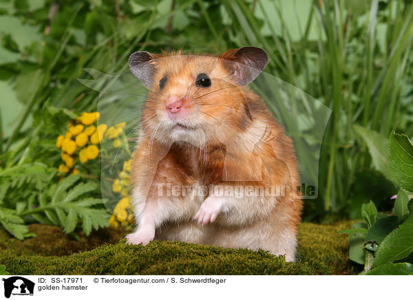 golden hamster / SS-17971