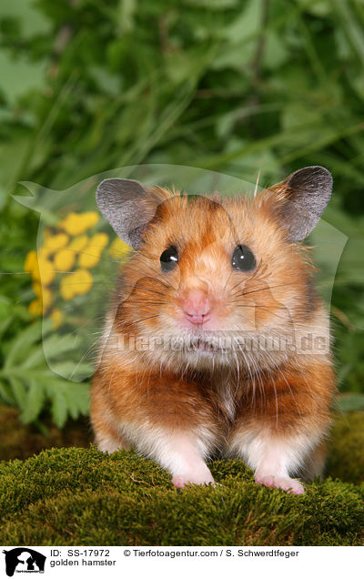 Goldhamster / golden hamster / SS-17972