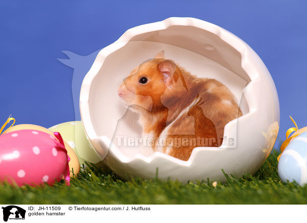 Goldhamster / golden hamster / JH-11509