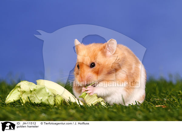 Goldhamster / golden hamster / JH-11512