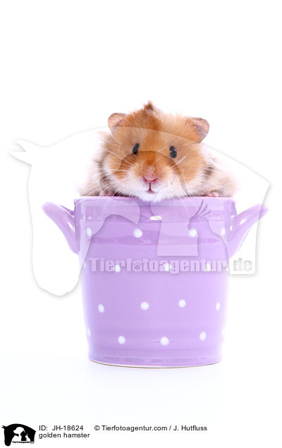 Goldhamster / golden hamster / JH-18624