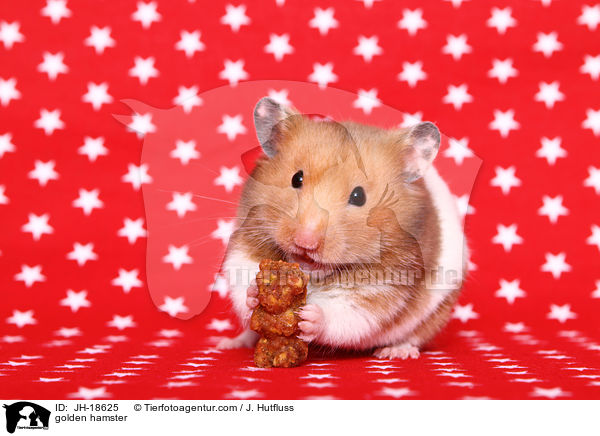 golden hamster / JH-18625