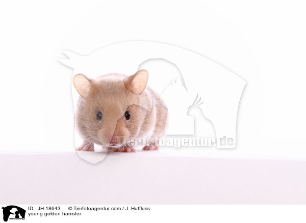 young golden hamster / JH-18643