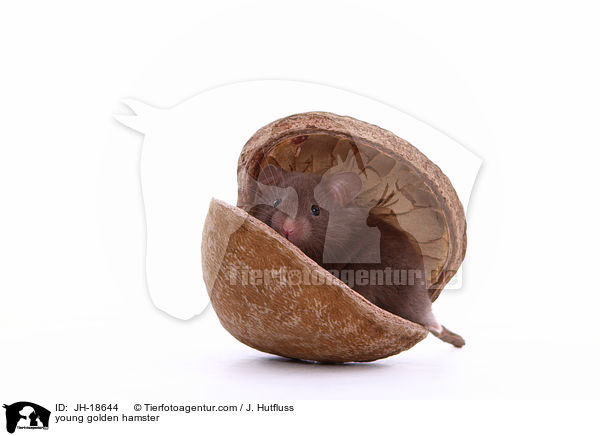 young golden hamster / JH-18644