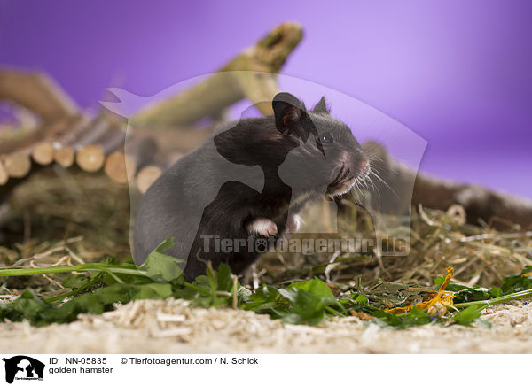 Goldhamster / golden hamster / NN-05835