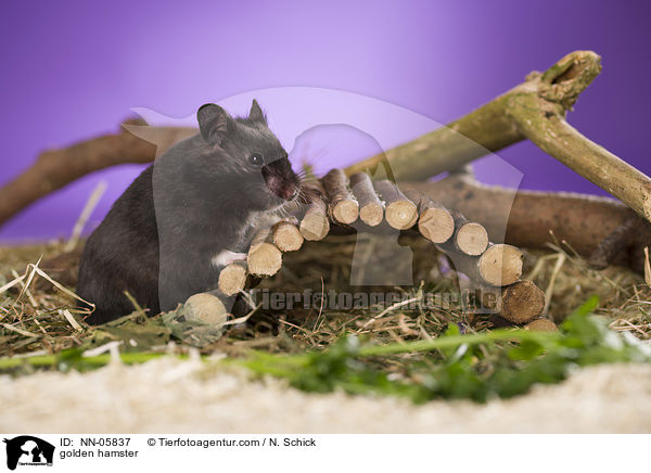 golden hamster / NN-05837