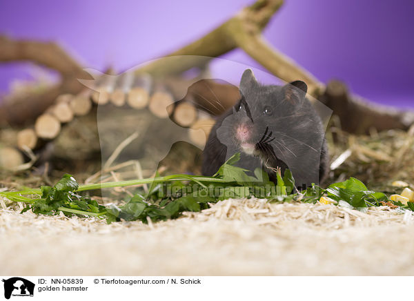 Goldhamster / golden hamster / NN-05839