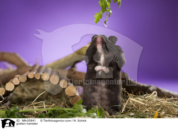 golden hamster / NN-05841