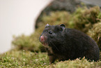 black golden hamster