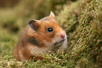 golden hamster