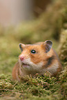 golden hamster