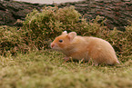 golden hamster