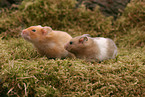 2 golden hamster
