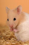 golden hamster