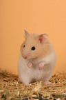 golden hamster