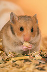 eating golden hamster