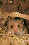 golden hamster