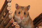 golden hamster