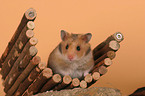 golden hamster