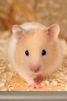 golden hamster