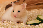 golden hamster