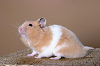 Hamster