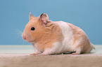 Hamster