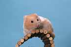 Hamster